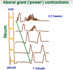 What are Aboral Giant(power) Contractions?