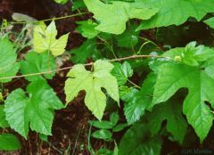 lighter green, possibly lobed leaves. alt simple, toothed, red fuzziness on underside of leaves. forked tendrils, and edible .5 in fruit