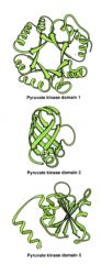 Some proteins consist of 2 or more domains linked together e.g pyruvate kinase. What are the 3 domains or pyruvate kinase?