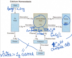 Ca Homeostasis is achieved by regulation of 1) Absorption in GI 
2) Storage in bone
3) Excretion by kidney