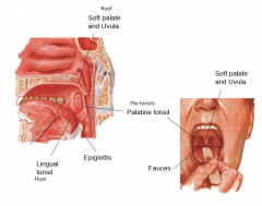 1. Uvula2. Tonsils 3. Epiglottis4. Fauces
