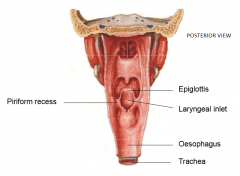 1. Epiglottis2. Piriform recess3. Laryngeal inlet
