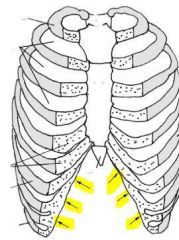 The jointed costal cartilages of ribs 7 - 10