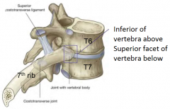 The vertebra below them