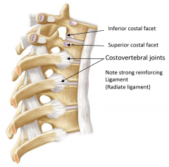 1. Head of rib
2. Bodies of the vertebra above and below
3. Associated intervertebral disc
4. Strong reinforcing 'radiate' ligaments