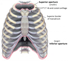 Posterior: T1 VertebraLateral: 1st pair of ribs and associated costal cartilageAnterior: Superior border of manubrium  Enclosed partially by the suprapleural membrane (laterally)