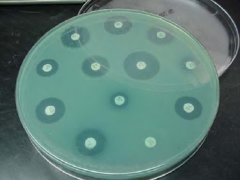 Mueller Hinton agar
150 mm plate diameter
4 mm in depth
Specifically calcium and magnesium balanced
6mm paper disk with single antibiotic