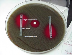 Calibrated plastic strips impregnanted with antibiotic [ ] gradient
MIC is where ellipse ends