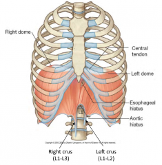 They are tendonous insertions connecting the diaphragm to the vertebra. They act as tethers for muscular contraction of the diphragm.

Right: L1-L3 (longer)
Left: L1-L2