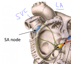 The SA node is located at the junction of the: superior vena cava  and the right atrium. It is often called the pacemaker of the heart. 
