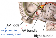 in the r-atrium, near the opening of the coronary sinuses and close to the cusps of the tricuspid valves. the AV node distributes electrical signals to ventricles via AV bundles