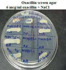 -Resistance by penicillin binding proteins (PBP) via mecA gene
 
-Test oxacillin in lab (more stable) - if resistant, all cephalosporins are reported as resistant
 
-Newer method uses cefoxitin for greater sensitivity
