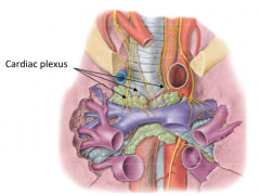 The heart is innervated by autonomic fibres from cardiac plexus (base of heart). Both parasymp and symp fibres. 
