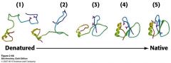 בחלבון ישנם גרעיני התארגנות , אשר יציבים תרמודינמית
מסביב לגרעים ההתארגנות נבנה מבנה כולל של חלבון באופן "התארגנות קואופרטיבית"
 בשביל...