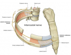 The internal and innermost intercostal muscle layers