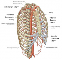 Anterior = Internal thoracic artery
Posterior = Directly from aorta