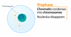 - the first phase of mitosis where chromosomes become visible 