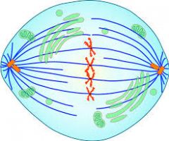 -the second step in mitosis where the chromosome line up in the middle of the cell