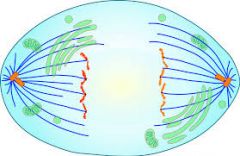 -is the third stage where the chromosomes split into chromotid and separate to different ends of the cell