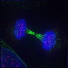 -telophase is the actually start of the creation of the daughter cells. Two cells start to separate into their own section
