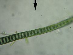 -is plate that is formed in a plant cell to show that it is two different daughter cells