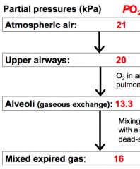 PO2 reduced from atmospheric air to upper airways because of saturation 