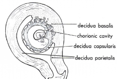 Inner endometrium of uterus = decidua

Decidua basalis - under location of birth
Decidua capsularis - capsulates embryo
Decidua parietalis - everything else
