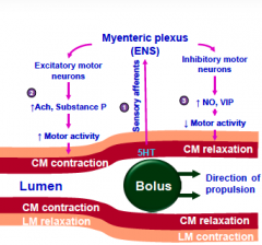 Peristalsis (normal intestinal motility) - what happens when bolus stimulates 5HT to the myenteric plexus (ENS)?