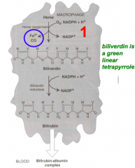 Heme ring opening (in the macrophage):
- Nonenzymatic oxidation by molecular O2 with the elimination of CO
- Releases iron after adding electrons
- Product: Biliverdin (green pigment)
