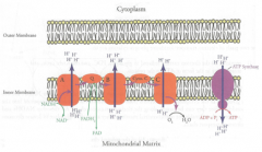 Location: Inter membrane of mitochondria
O2 Requirement: Aerobic (direct)