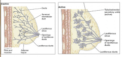  Areola
Nipple 

Mammary glands are modified apocrine sweat glands 
- Lobe – lactiferous duct and its secretory units 
- Connective tissue 
 - Adipose tissue 
 - Suspensory ligaments (cooper's ligaments)

 Initial development at pubert...
