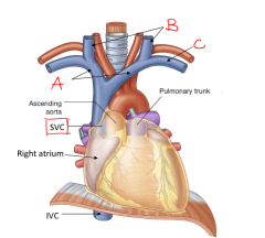 C= subclavian veins
accompanies the subclavian arteries
