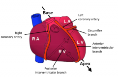 Lies in the atrio-ventricular groove. Follows groove onto posterior side where it anastamoses with the left coronary artery.