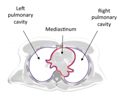- Right pulmonary cavity (right lung site)
- Medianastium (compartment between two lungs)
- left pulmonary cavity (left lung site). 