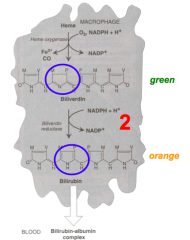Conversion of Biliverdin (green) to Bilirubin (orange) - in macrophage:
- Catalyzed by Biliverdin Reductase (cytosolic enzyme)
- Uses NADH or NADPH