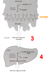 Uptake, storage, conjugation, and excretion of Bilirubin (occurs in liver)
- Bilirubin bound to albumin rapidly dissociates
- Once inside the hepatocyte, bilirubin is kept in solution through interactions with cytosolic proteins, termed Ligandins