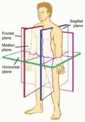 Sectional anatomy divides the three dimensional structure or body into cut sections that reveal the internal positions of structures and organs.  There are THREE PLANES