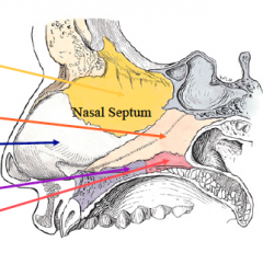 Bony: vomer, perpendicular plate of the ethmoid, maxillary crest, palatine bone
Cartilaginous: quadrangular cartilage
