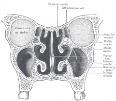 Inferior: nasolacrimal duct
 
Middle: maxillary, anterior ethmoid, frontal sinuses
 
Superior: posterior ethmoid sinus