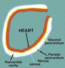 contains the heart and is lined by a serous membrane called the pericardium.
