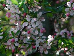 Our native crab apple. "floating flowers", flowers are pale pink, narrow serrate leaves, and the branches hang.
