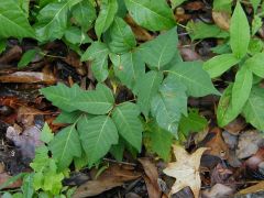 Poison Ivy.  Disturbance indicator.  "Leaves of 3--let it be!"  Grows in low, wet environments.