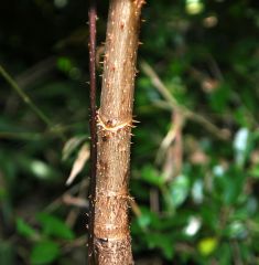 Devil's Walking Stick.  Tall, slender, grows from the top with twice compounds leaves.
