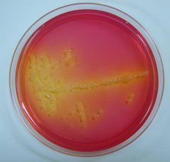 Bacteria that produce acid from mannitol will cause the phenol red to turn yellow (Staph)