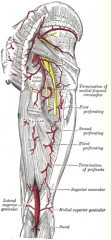5-(7)structures at risk, how to protect___ & PREVENT  by___? mn-*P,*F
6-cross sectional anatomy cartoon 
7-ischial spine and is the site of attachment of the ___ ligament