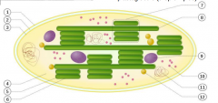 what are the long green tubes in this mitochondria?