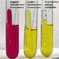 a) Phenol red indicator is red in neutral or alkaline solutionb)Phenol red turns yellow in the presence of acidsc) Gases are trapped in the tube while the indicator shows the production of acid					