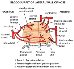 ECA -> Internal Maxillary Artery, divides into:
 
1. Sphenopalatine Artery: 
-Lateral nasal artery [lateral nasal wall]
-Posterior septal artery [posterior septum]
 
2. Descending Palatine Artery
-Greater palatine artery (see below)
-Lesser pal...