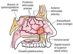 ICA -> ophthalmic artery, subdivisions:
 
1. Anterior Ethmoid Artery [lateral, anterior 1/3 of nasal cavty]
 
2. Posterior Ethmoid Artery [superior turbinate, posterior septum]