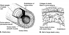Connective tissue and collagen fibers of a blood vessel